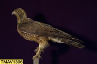 鳳頭蒼鷹藏品圖，第9張